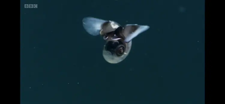 Sea butterfly (Limacina helicina) as shown in Frozen Planet - Spring